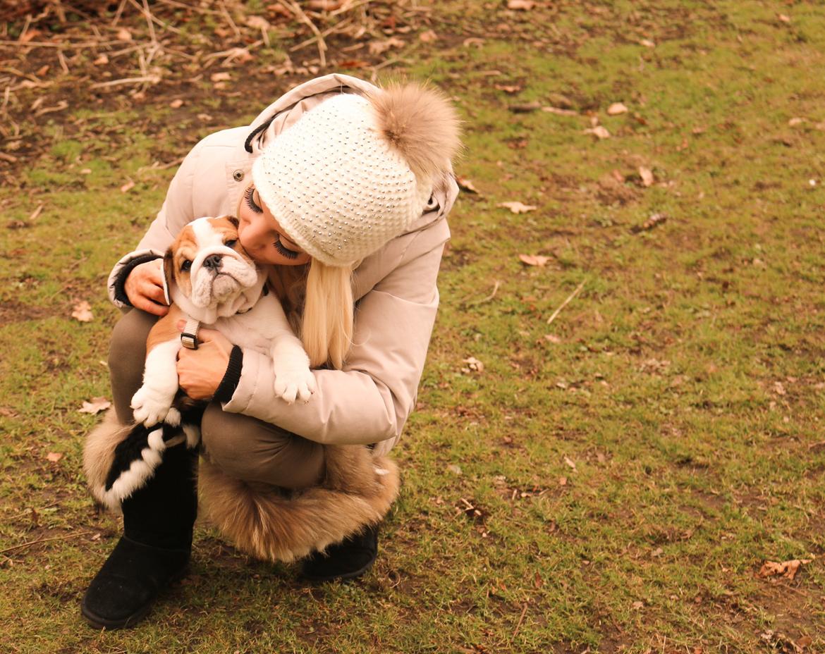 Engelsk bulldog Winston (tidligere hund)  billede 5