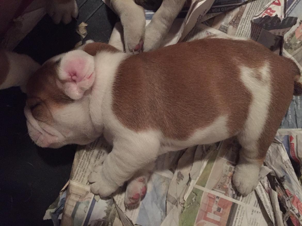 Engelsk bulldog Winston (tidligere hund)  billede 21