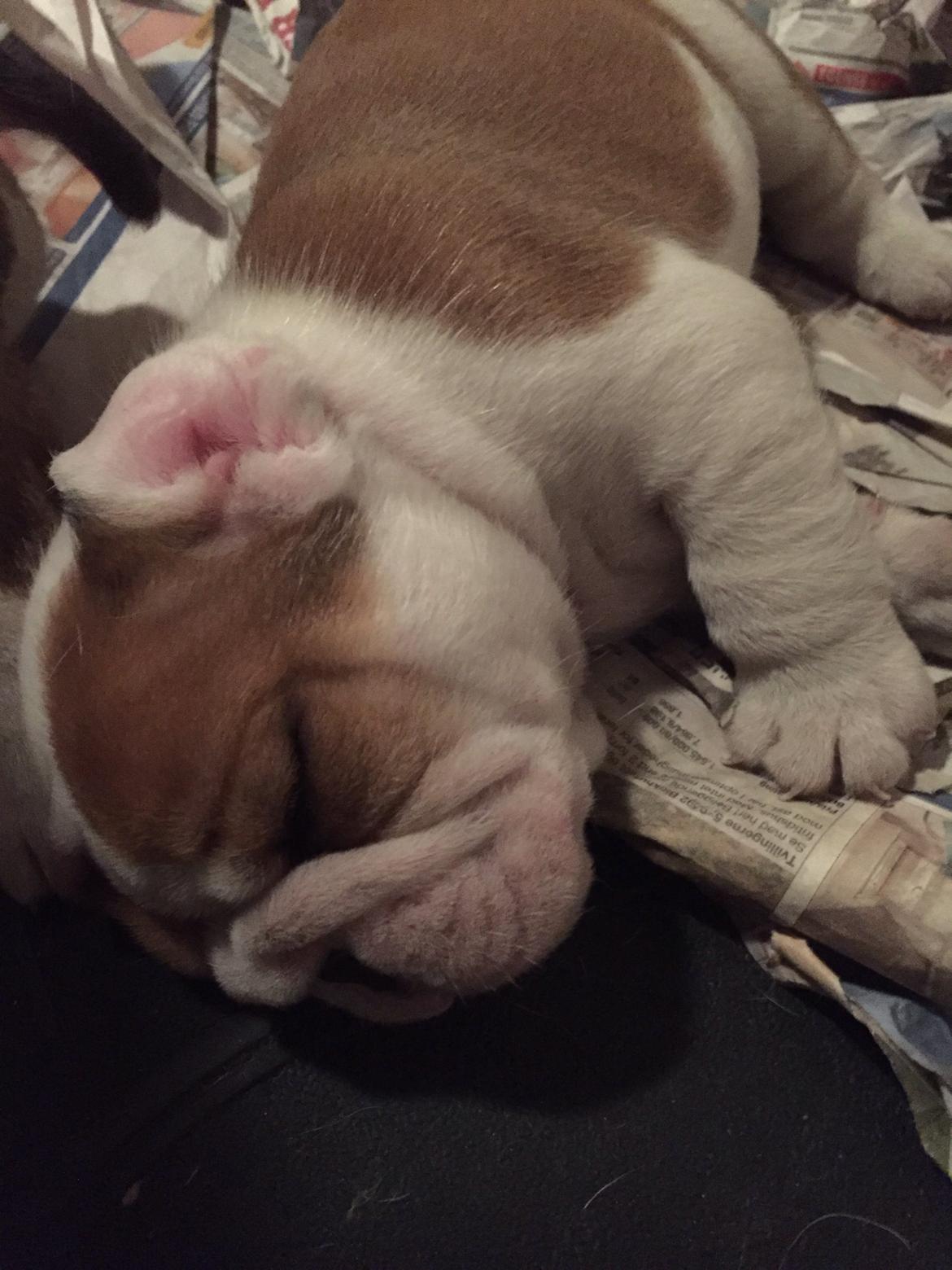 Engelsk bulldog Winston (tidligere hund)  billede 22