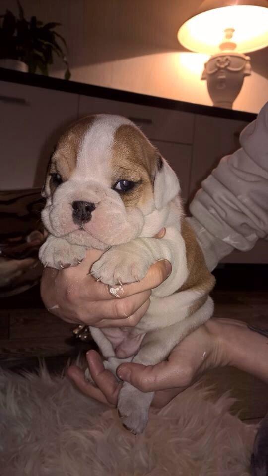 Engelsk bulldog Winston (tidligere hund)  billede 25