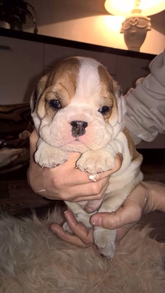 Engelsk bulldog Winston (tidligere hund)  billede 26