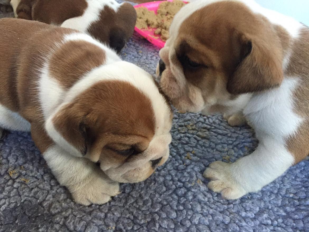 Engelsk bulldog Winston (tidligere hund)  billede 28