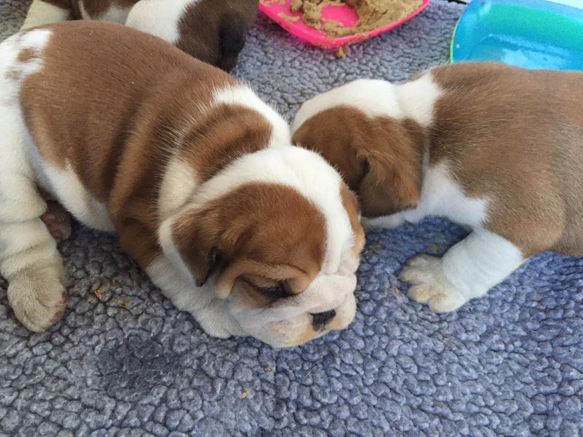 Engelsk bulldog Winston (tidligere hund)  billede 29