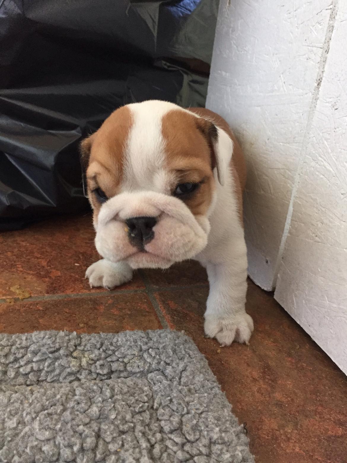 Engelsk bulldog Winston (tidligere hund)  billede 32