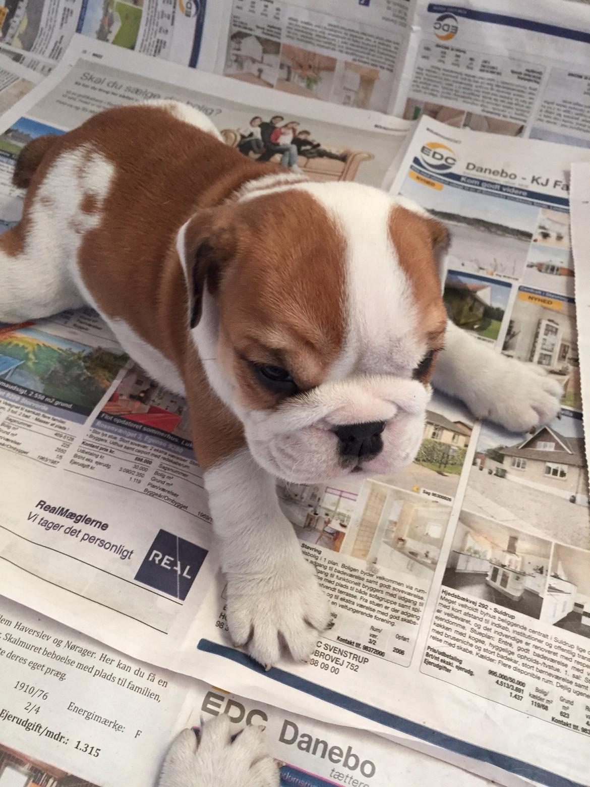 Engelsk bulldog Winston (tidligere hund)  billede 33