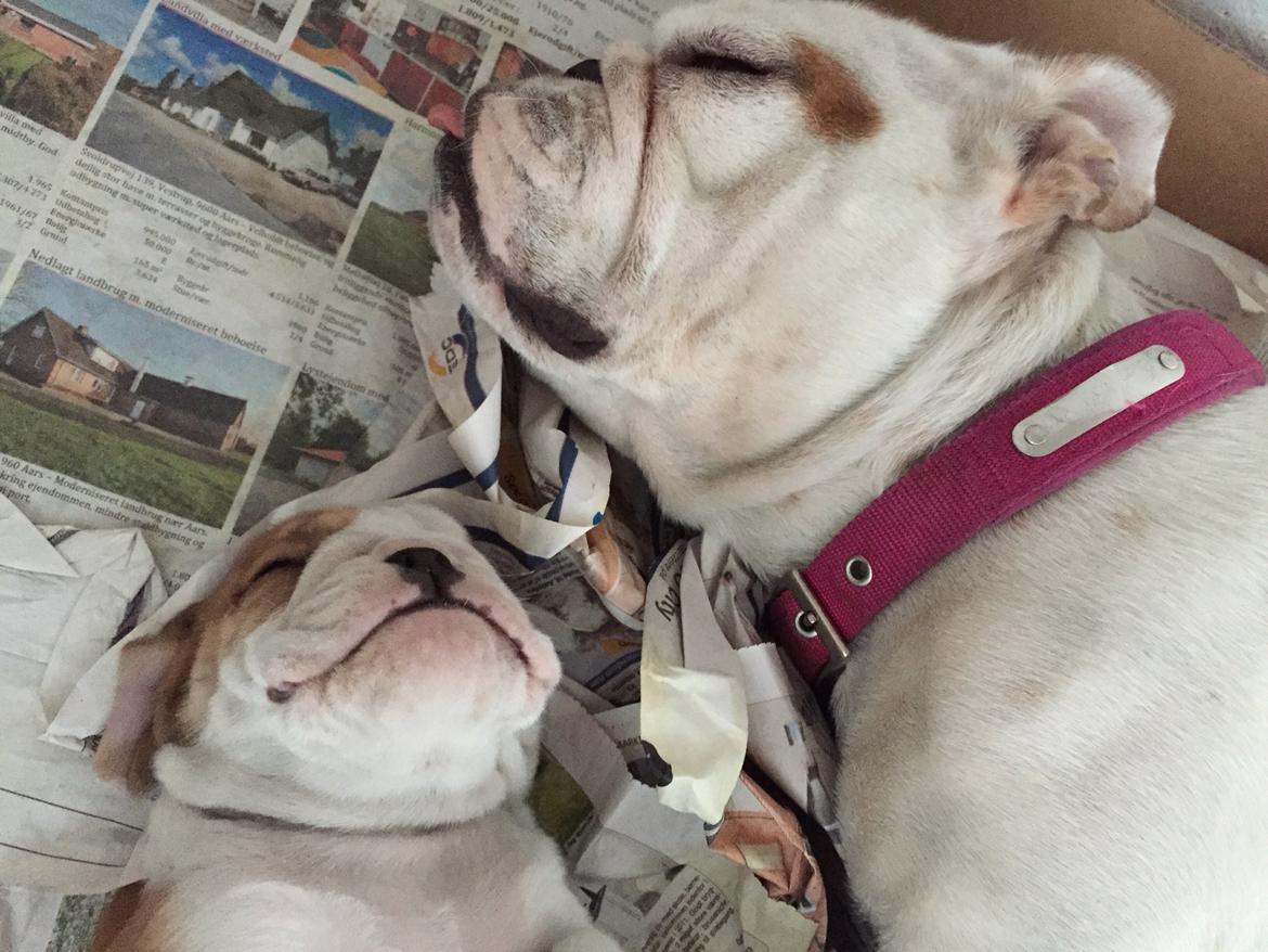 Engelsk bulldog Winston (tidligere hund)  billede 34