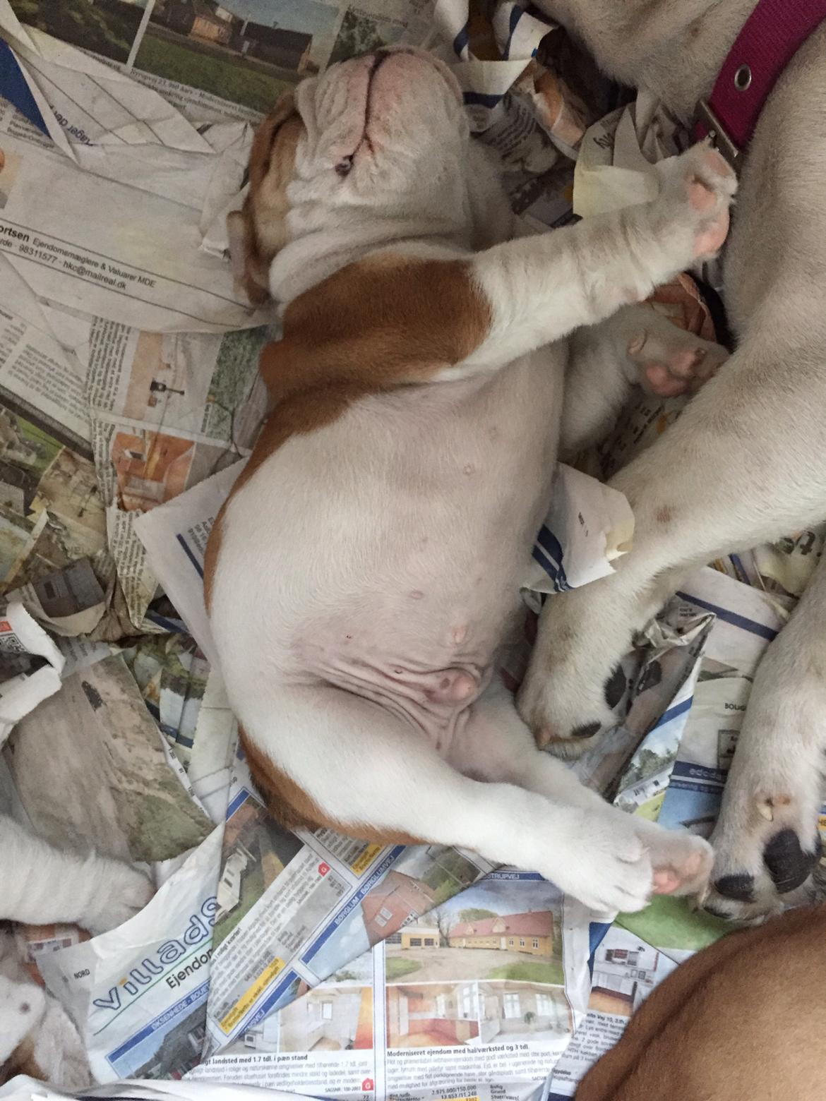 Engelsk bulldog Winston (tidligere hund)  billede 35