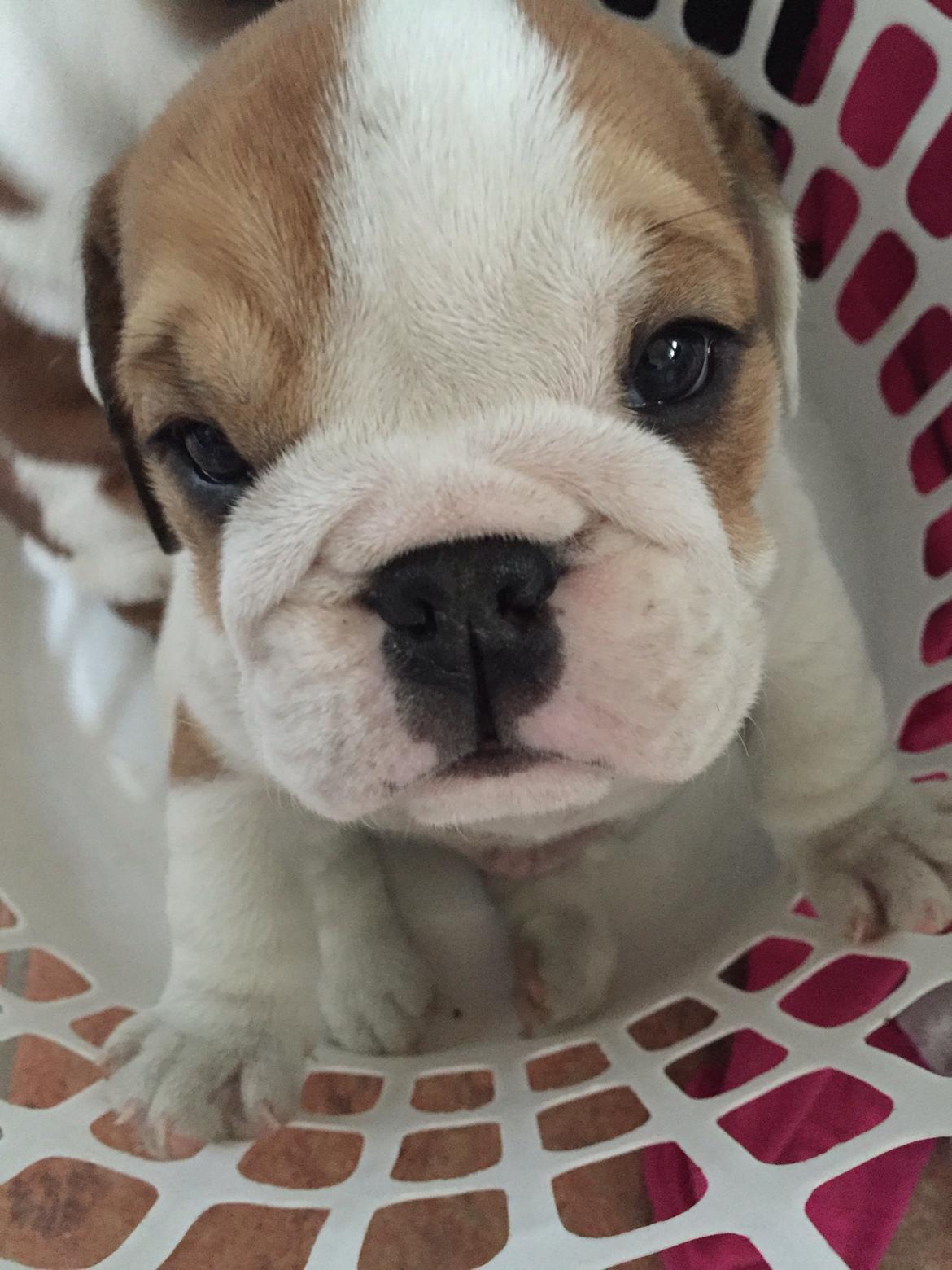 Engelsk bulldog Winston (tidligere hund)  billede 36