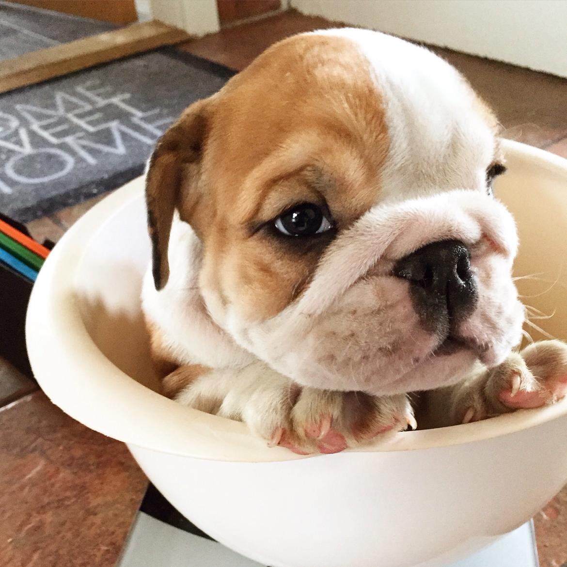 Engelsk bulldog Winston (tidligere hund)  billede 37