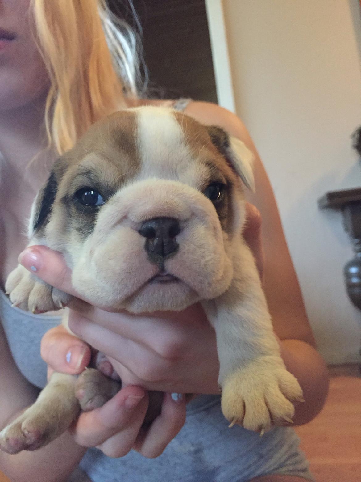 Engelsk bulldog Winston (tidligere hund)  billede 19