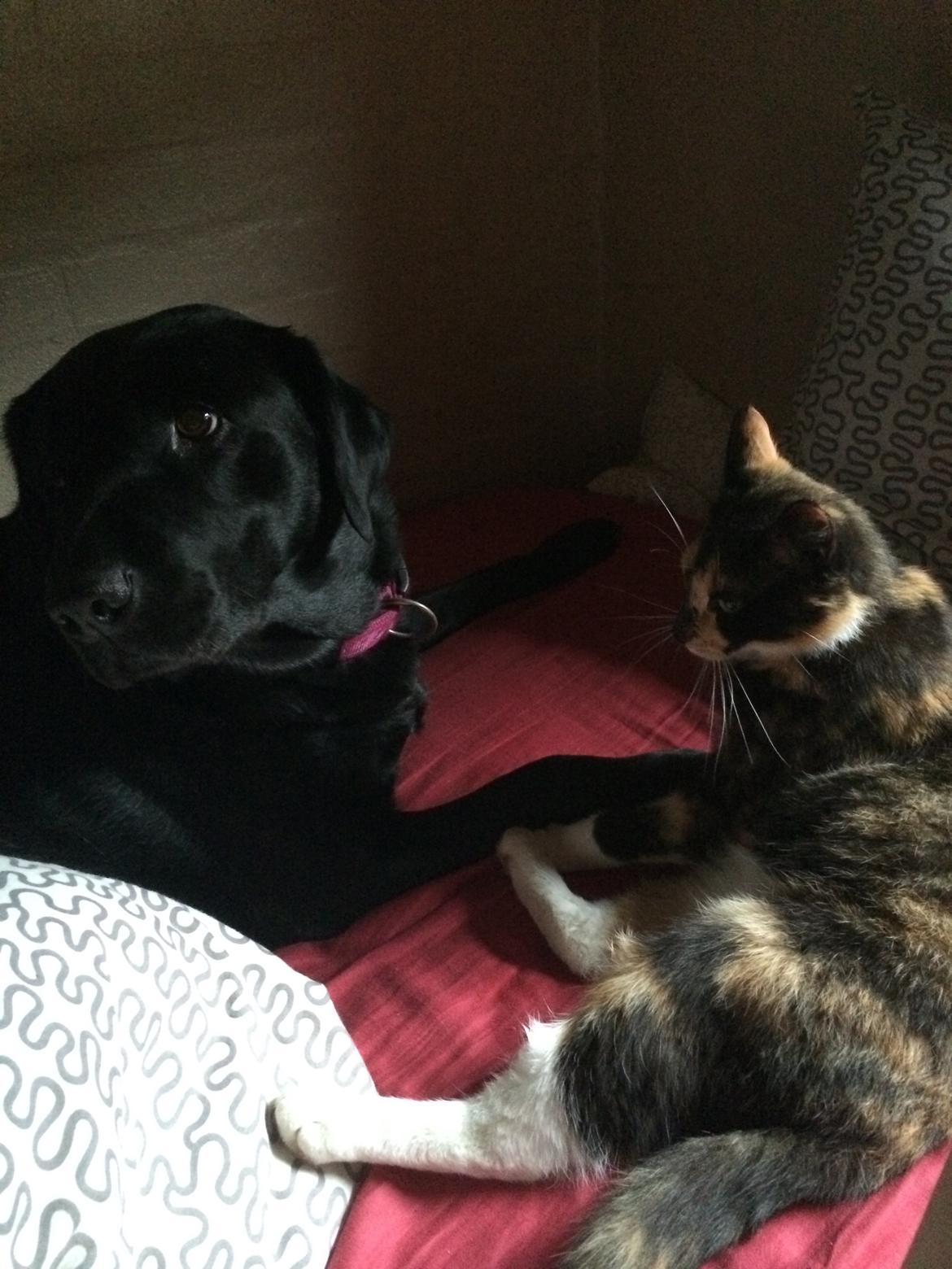 Labrador retriever Molly billede 2