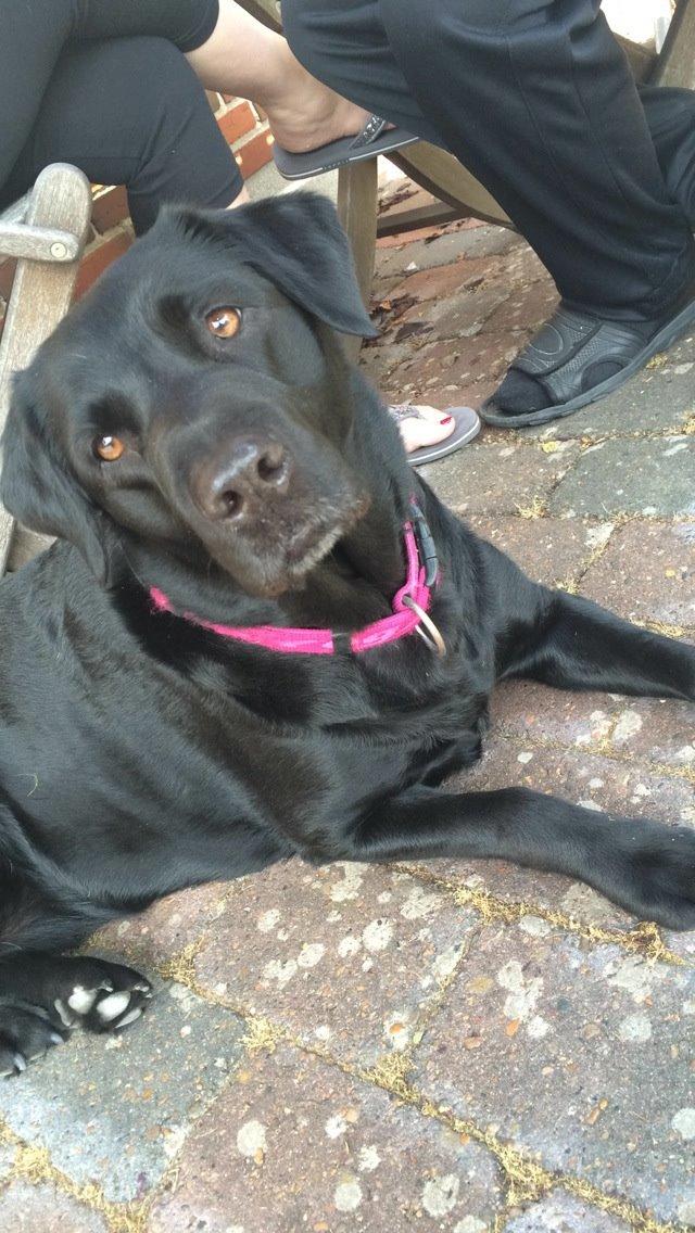 Labrador retriever Molly billede 3