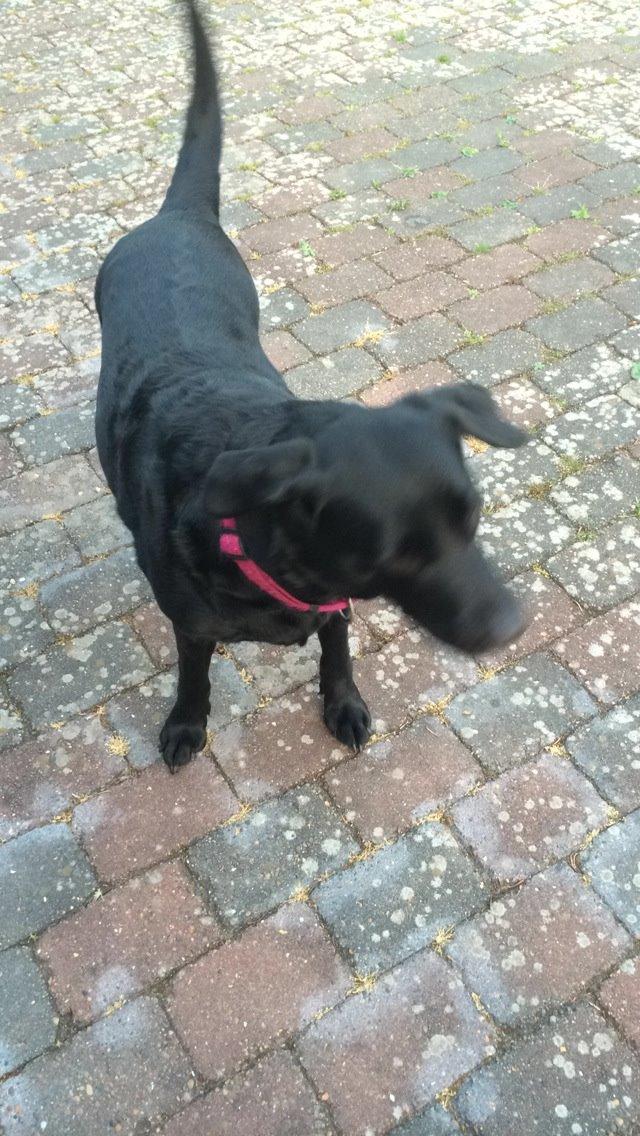 Labrador retriever Molly billede 7