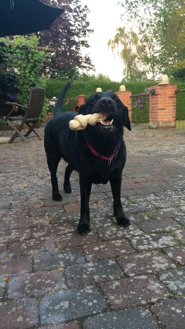 Labrador retriever Molly billede 8