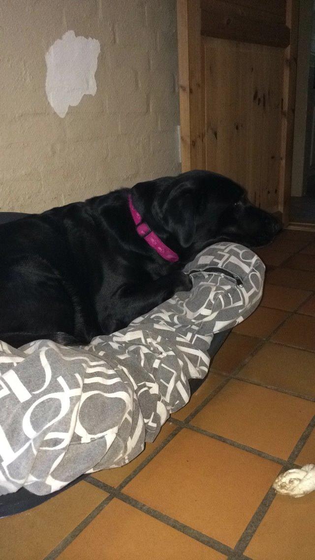 Labrador retriever Molly billede 9