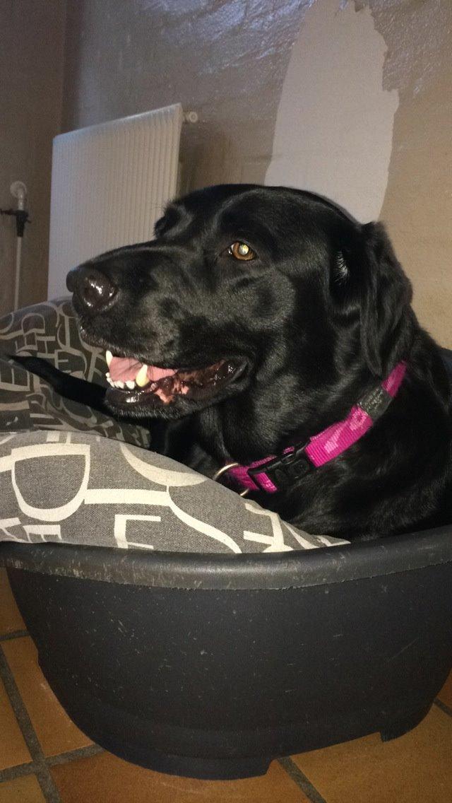 Labrador retriever Molly billede 10
