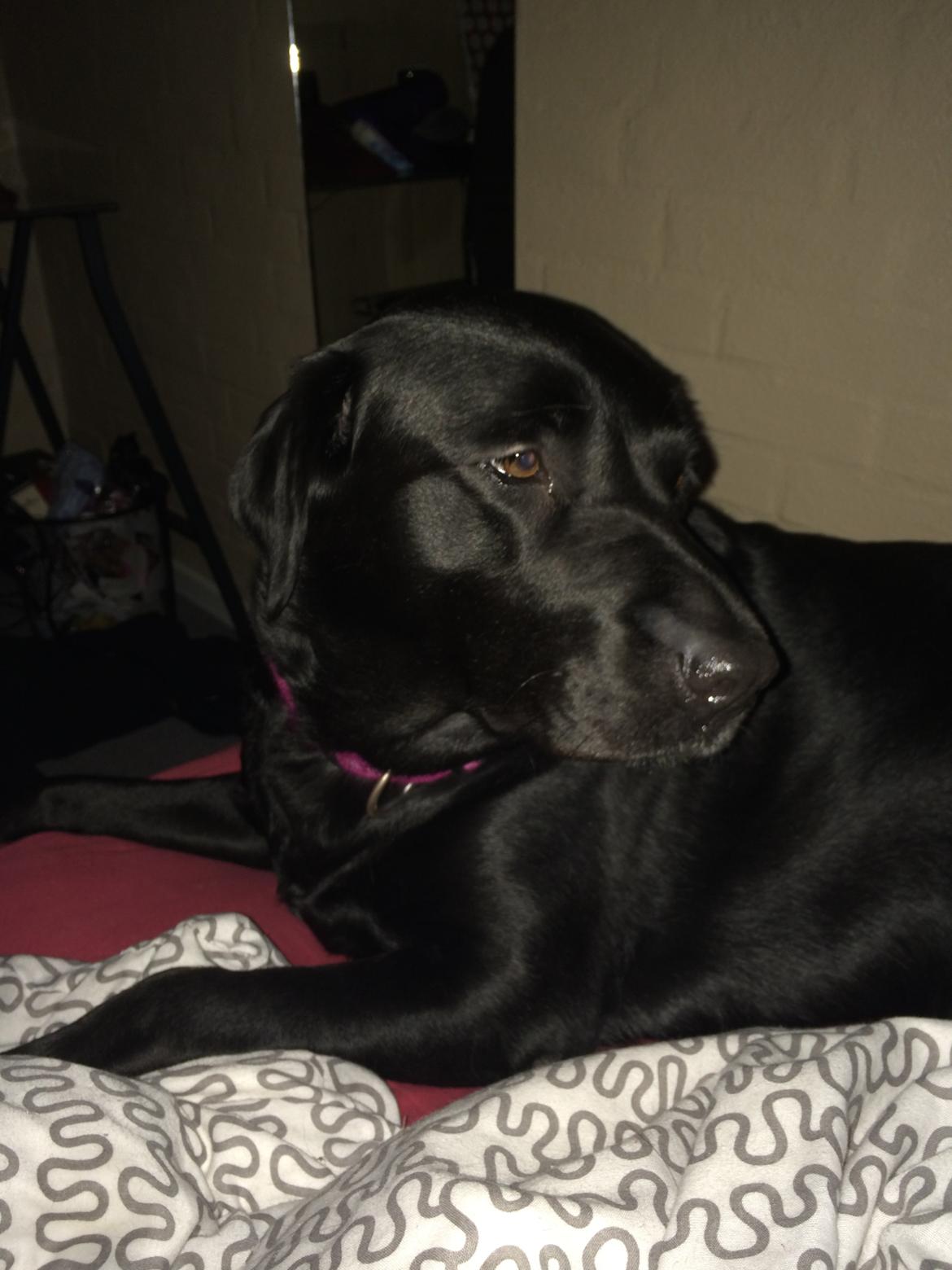 Labrador retriever Molly billede 1