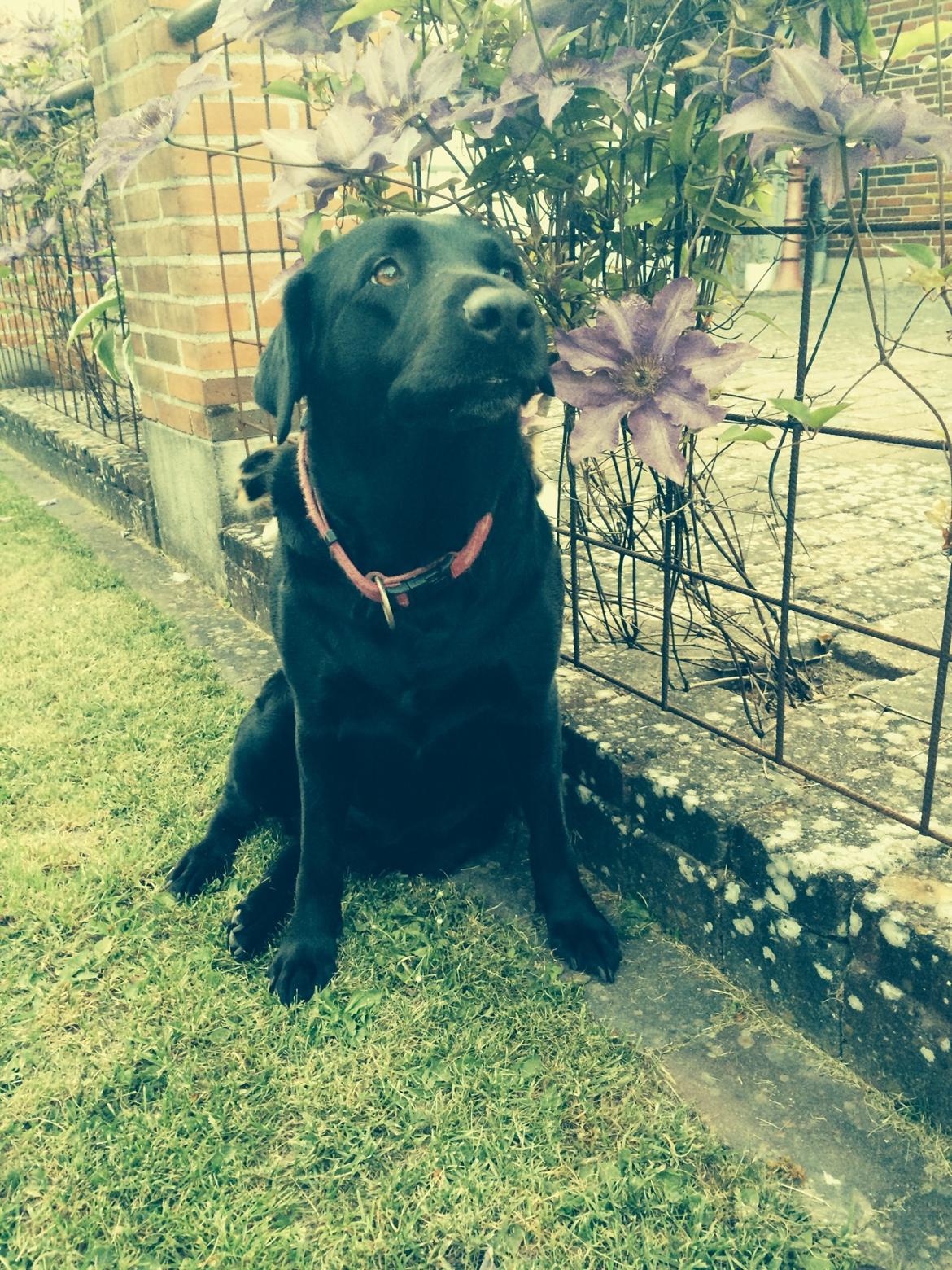 Labrador retriever Molly billede 12