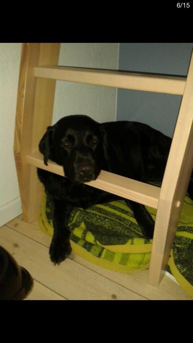 Labrador retriever Molly billede 18