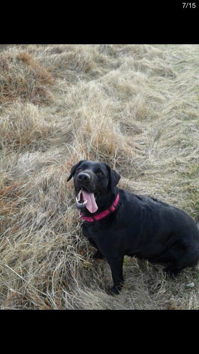 Labrador retriever Molly billede 19