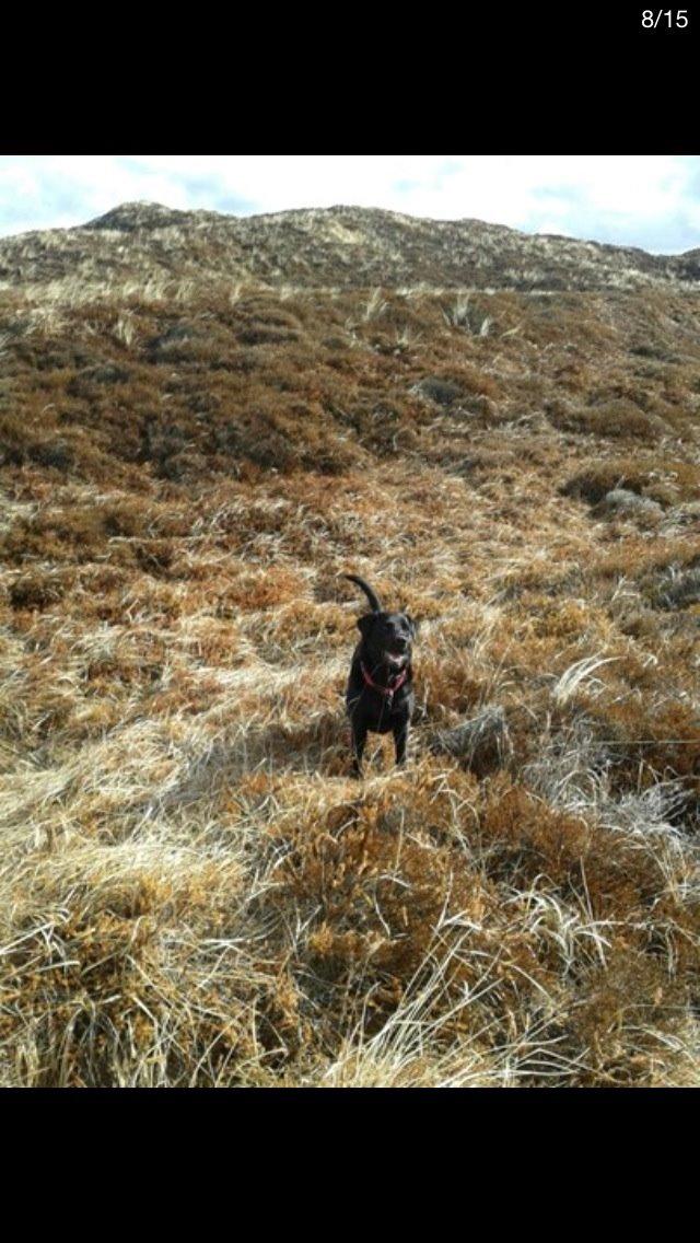 Labrador retriever Molly billede 20