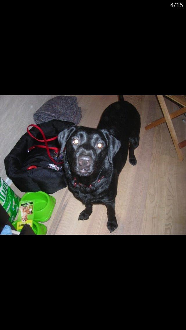 Labrador retriever Molly billede 16