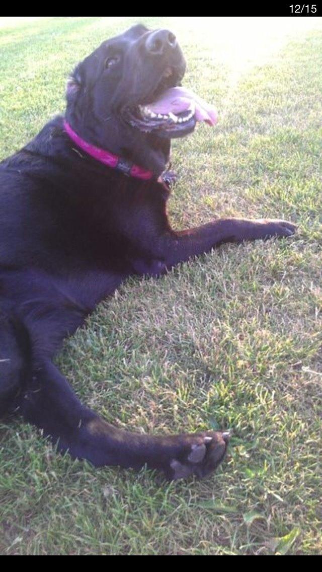 Labrador retriever Molly billede 24