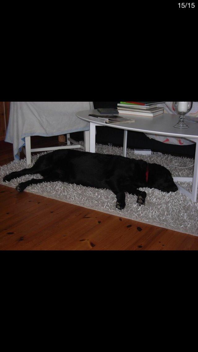Labrador retriever Molly billede 26