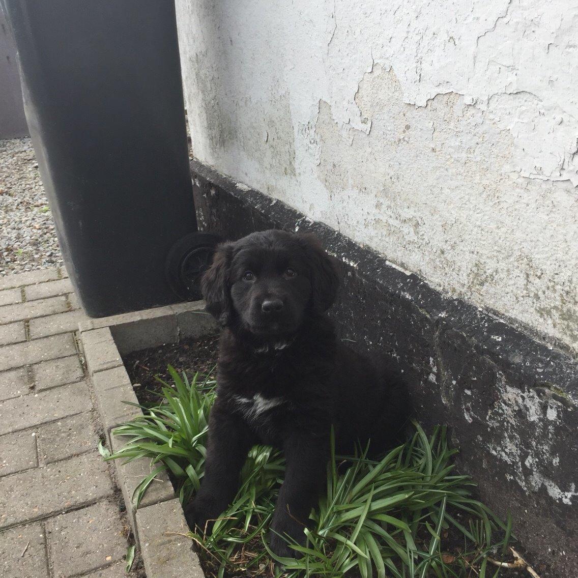 Blanding af racer Kino billede 1