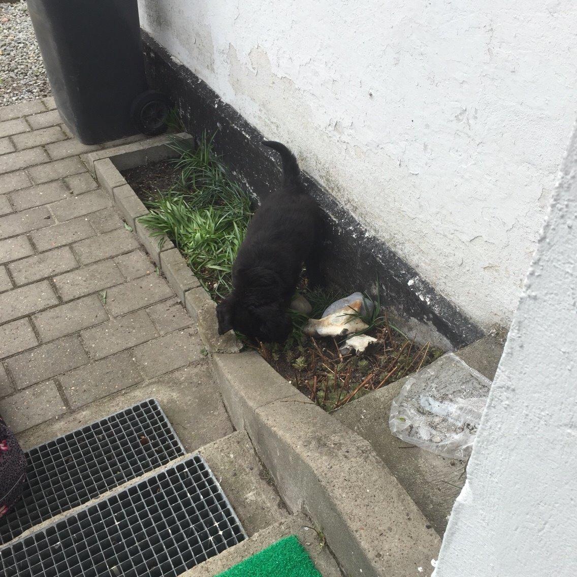 Blanding af racer Kino billede 3