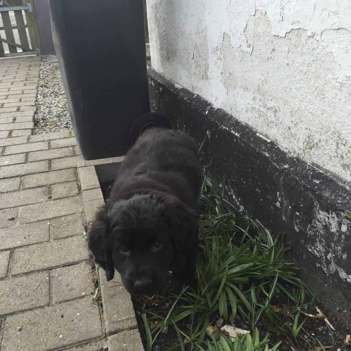 Blanding af racer Kino billede 5