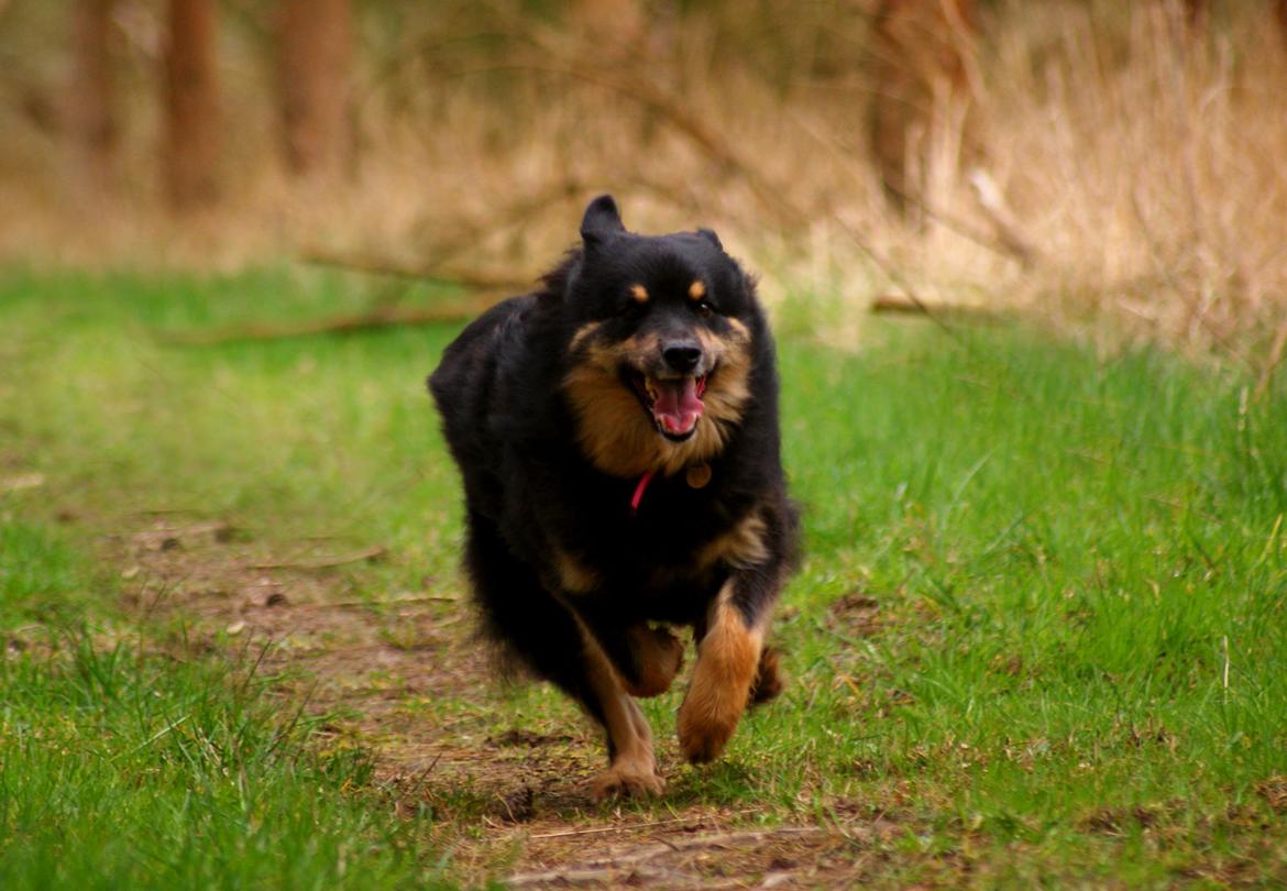 Finsk lapphund Kello Ayla - Kello Ayla <3 billede 1