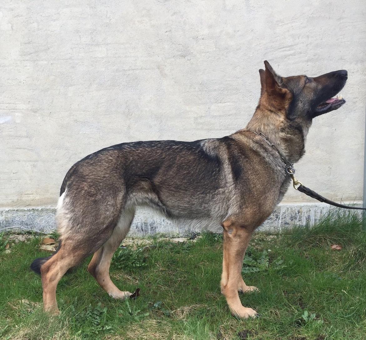 Schæferhund Hedegård's Quarla. billede 16