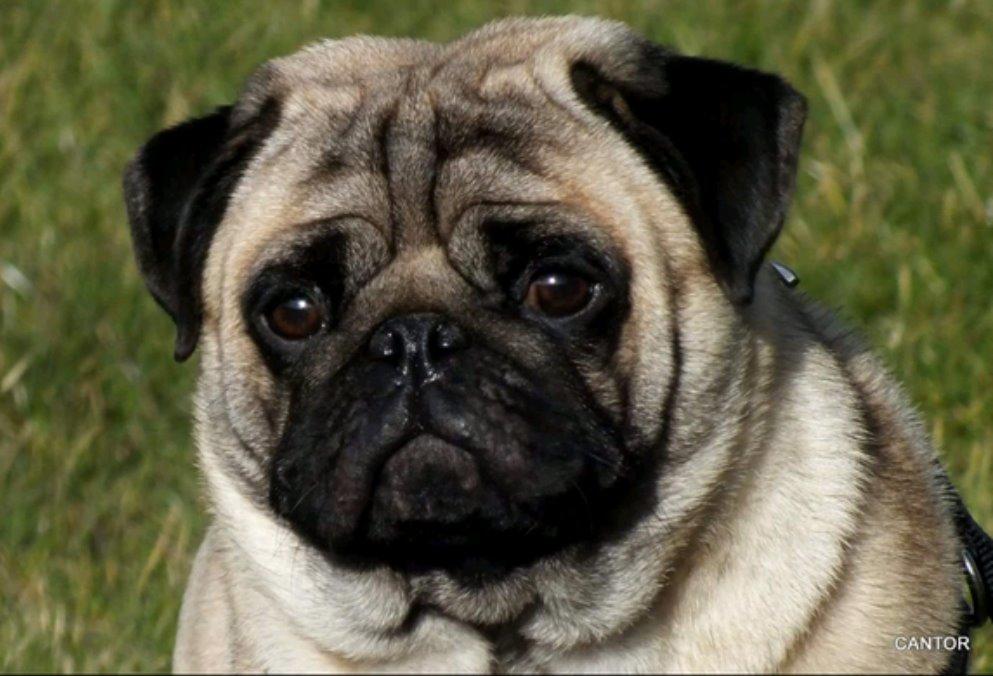 Mops Dexter Himmelhund billede 1