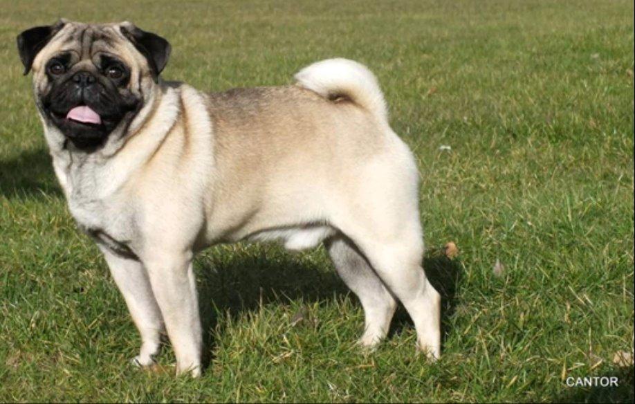 Mops Dexter Himmelhund billede 7