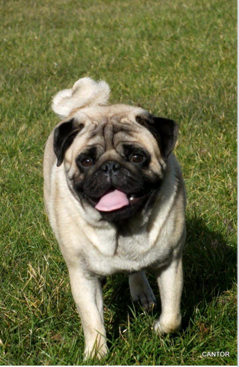 Mops Dexter Himmelhund billede 4