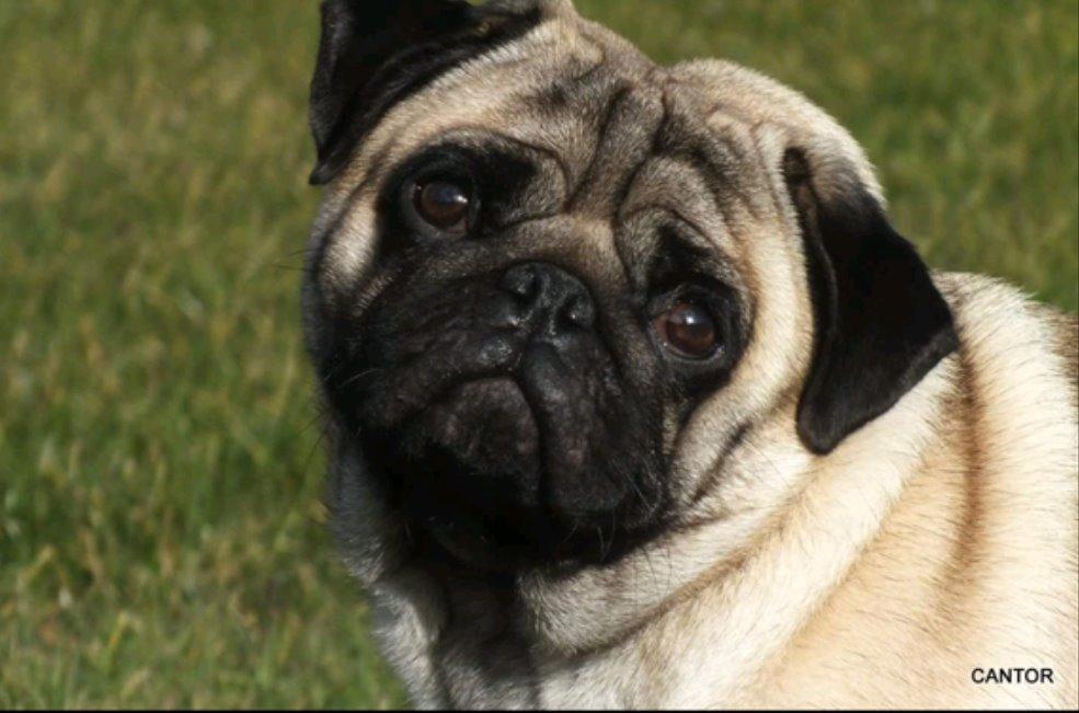 Mops Dexter Himmelhund billede 2