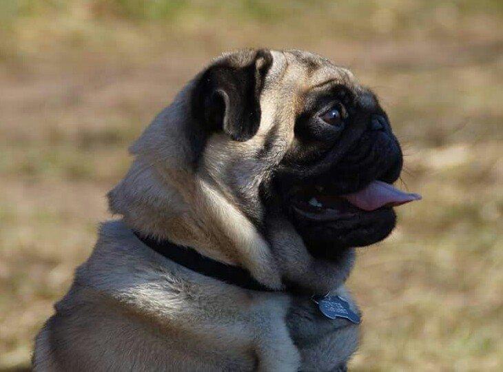 Mops Dexter Himmelhund billede 5