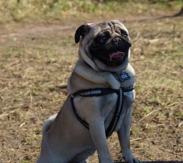 Mops Dexter Himmelhund billede 8