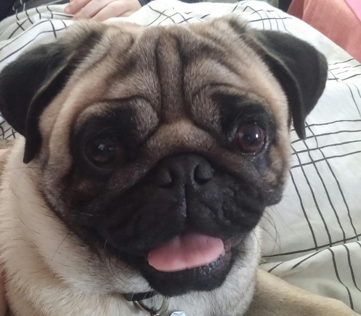 Mops Dexter Himmelhund billede 10