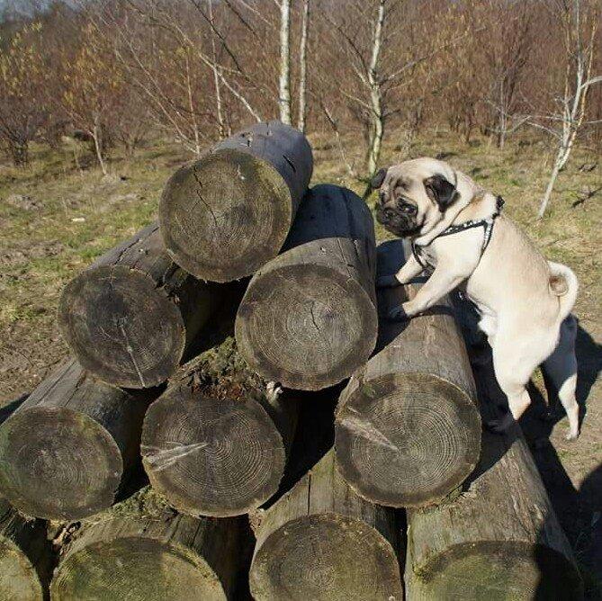 Mops Dexter Himmelhund billede 9