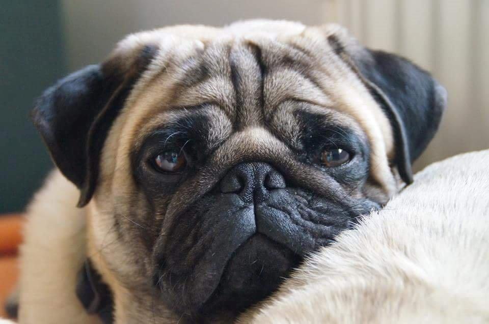 Mops Dexter Himmelhund billede 3