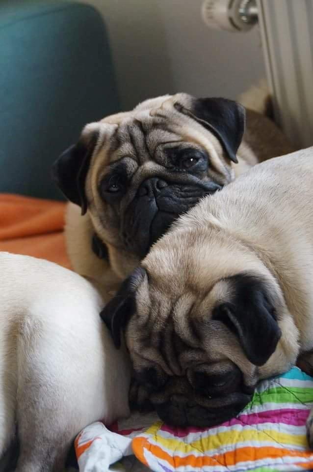 Mops Dexter Himmelhund billede 6