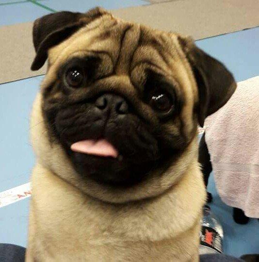 Mops Dexter Himmelhund billede 11