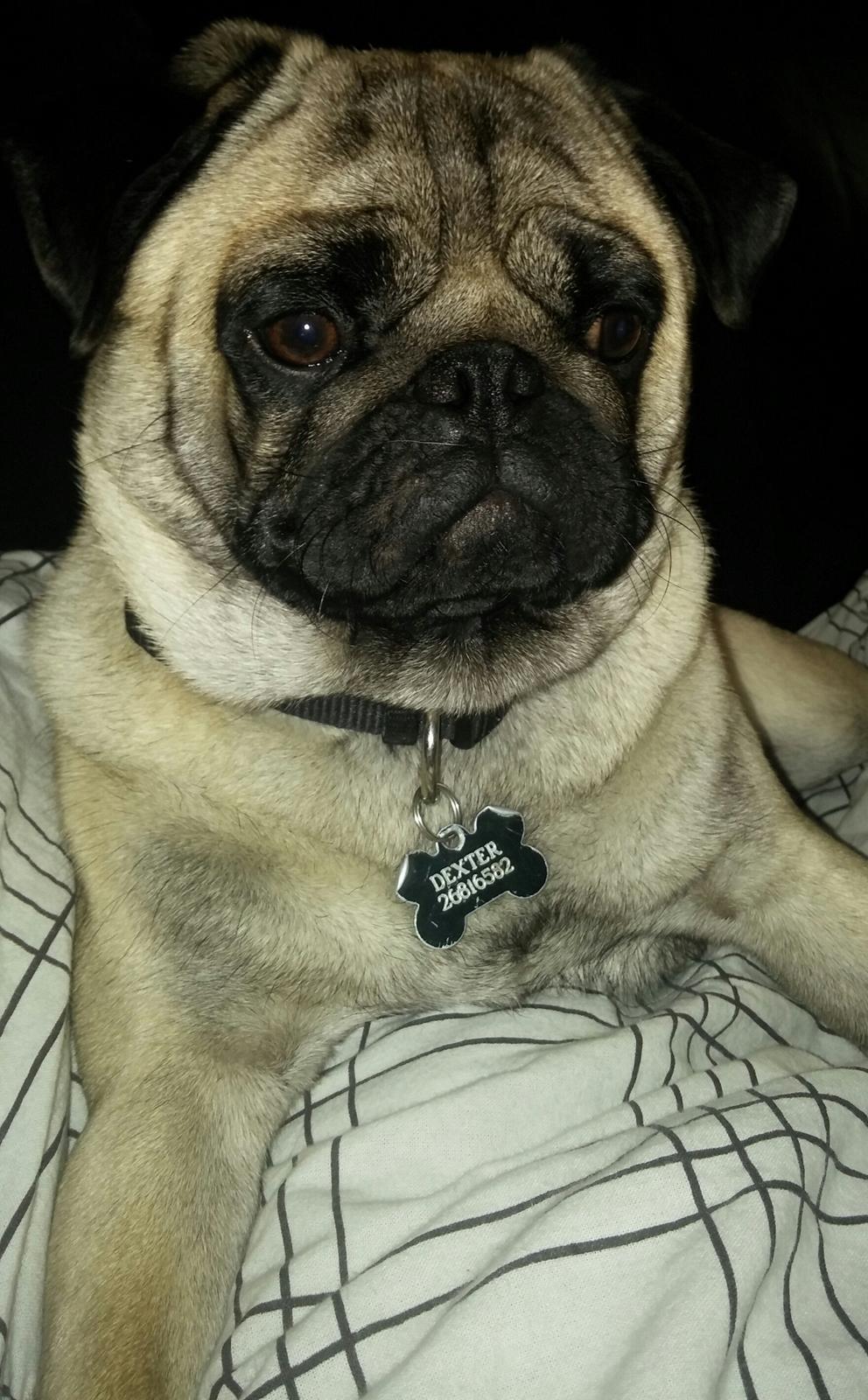 Mops Dexter Himmelhund billede 12