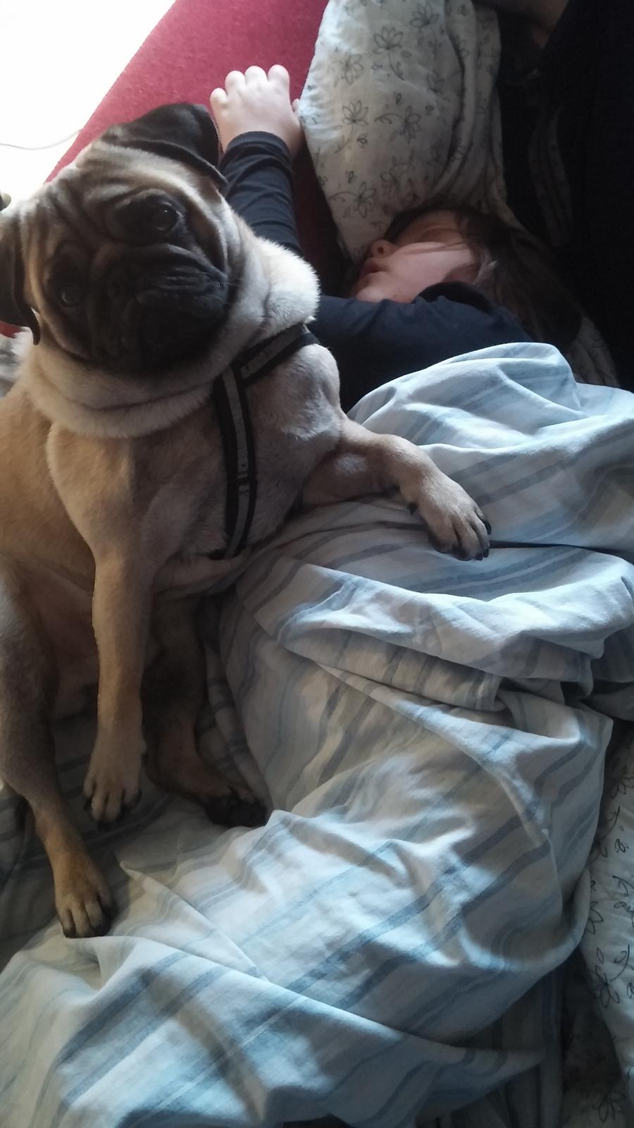 Mops Dexter Himmelhund billede 13