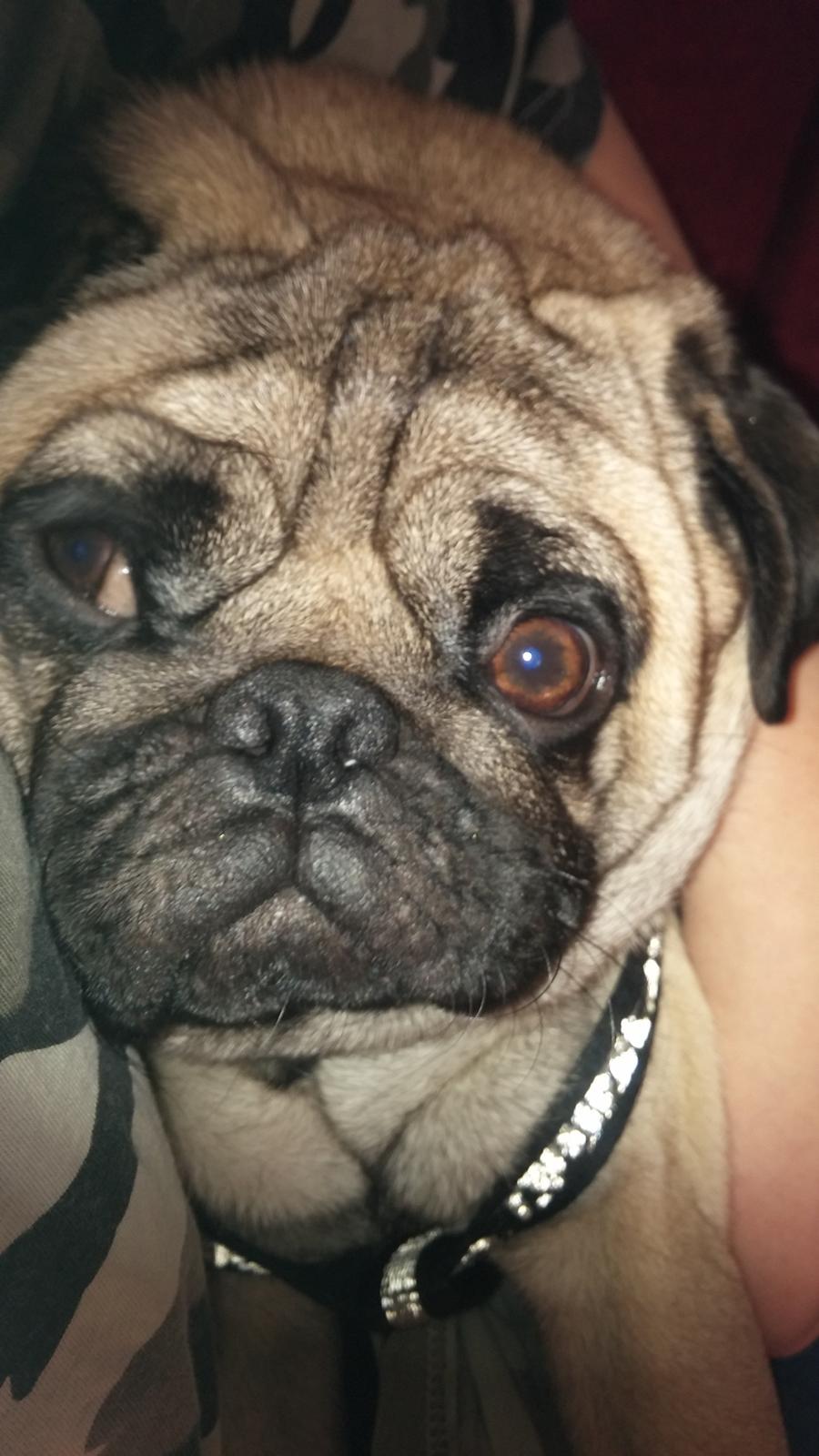 Mops Dexter Himmelhund billede 14
