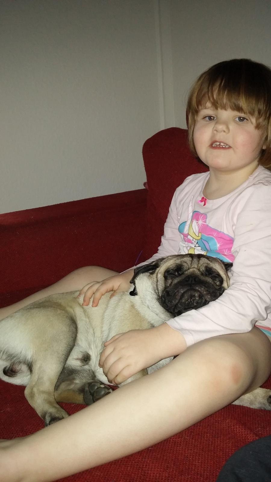 Mops Dexter Himmelhund billede 15