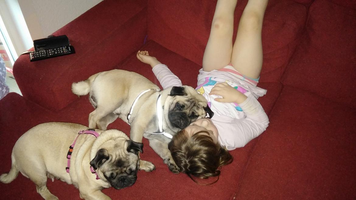 Mops Dexter Himmelhund billede 16