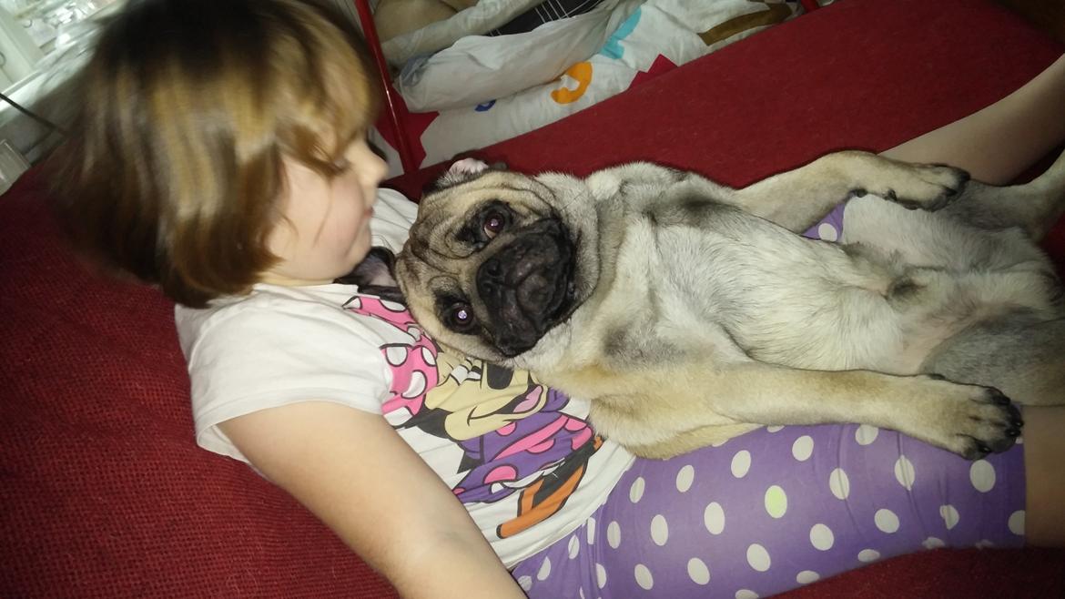 Mops Dexter Himmelhund billede 17